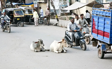 The Cow in the Room: Can Libertarians Solve India’s Stray Cattle Problem?